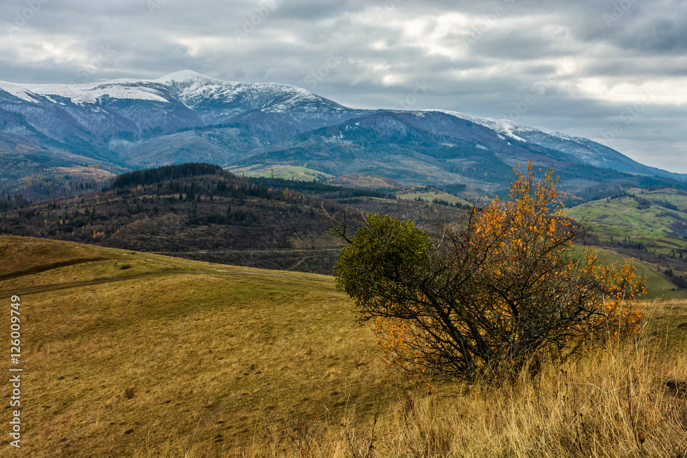 high mountains snowy peaks over meadow with yellow grass and bush on cloudy autumn day