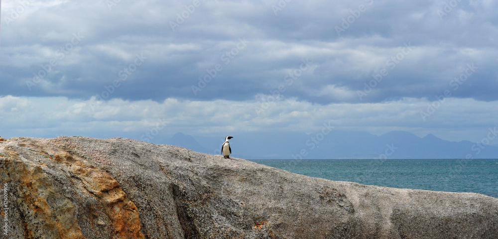 Sud Africa, 18/09/2009: un pinguino su una roccia sulla spiaggia di Boulders Beach, un'area protetta in un'insenatura di massi di granito che dal 1982 ospita una colonia di pinguini africani