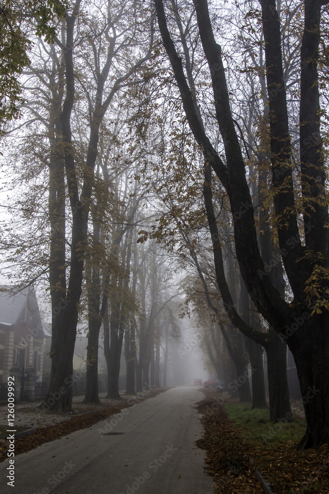 Fototapeta premium Foggy morning