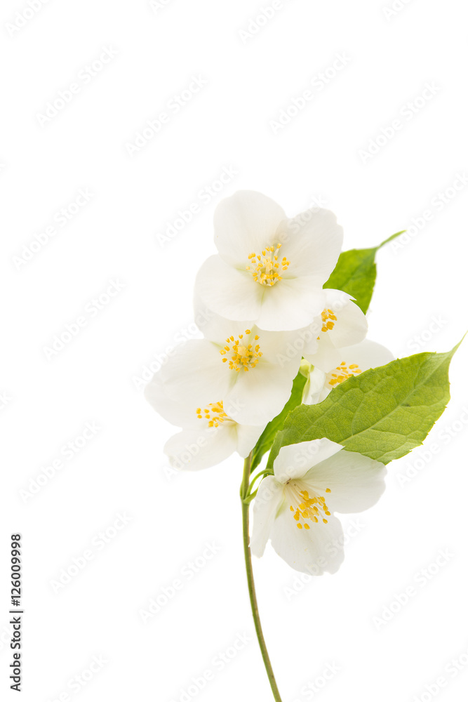 Obraz premium jasmine flower isolated