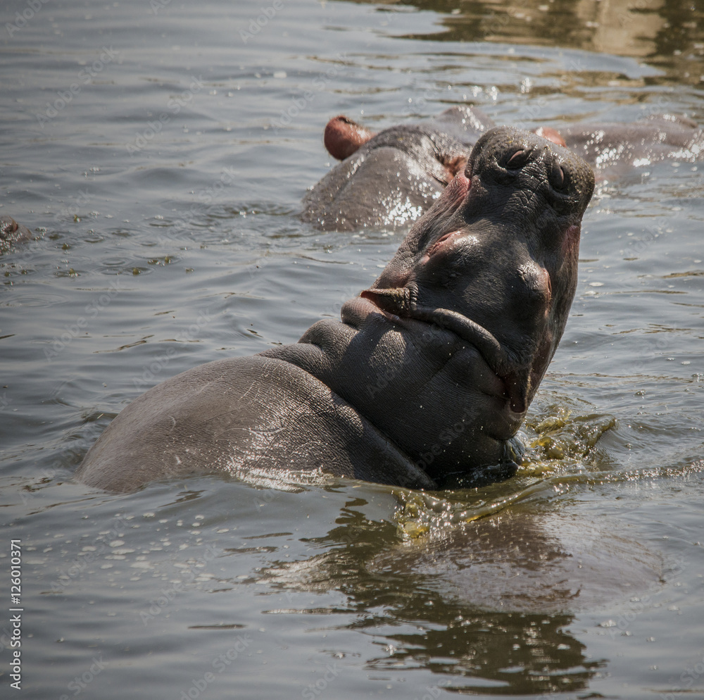 Fototapeta premium Hippo, Serengeti