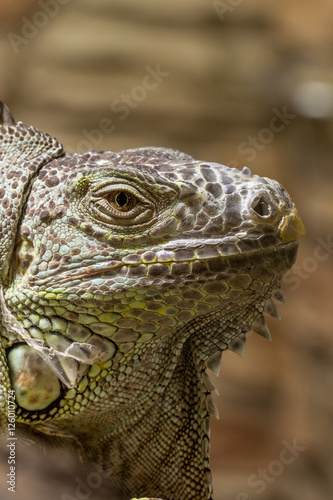 Closeup of an iguana reptil face 3