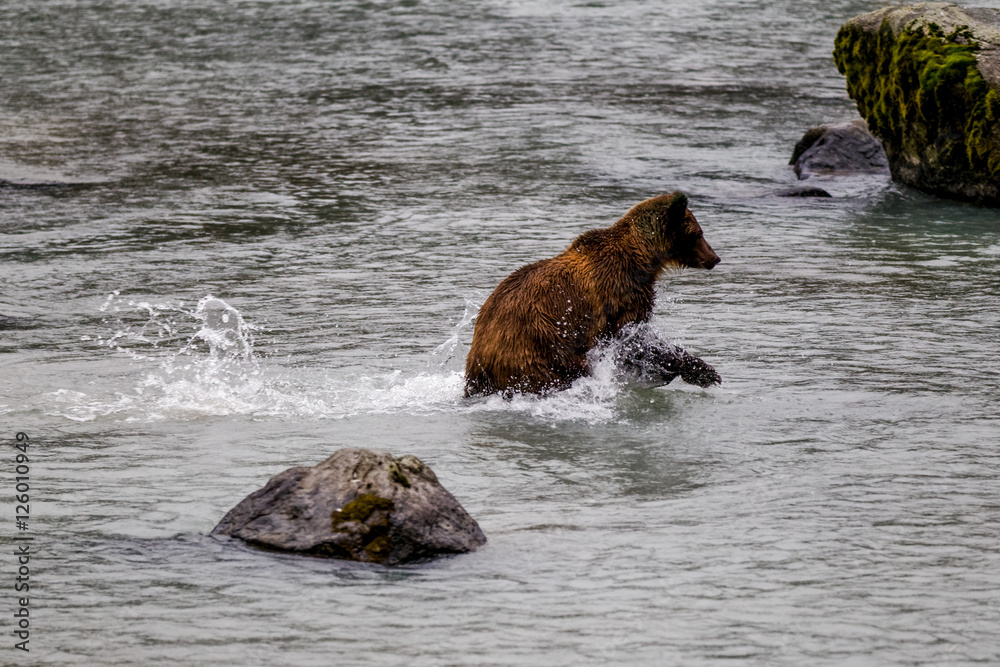 Fototapeta premium Grizzly d