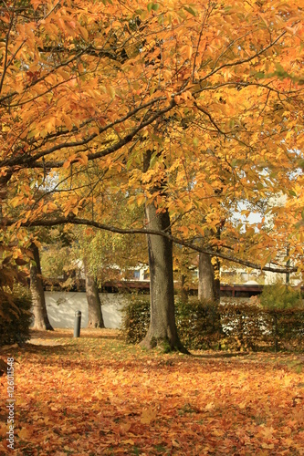 Herbstliche Landschaft - Park in Eichstätt BY
