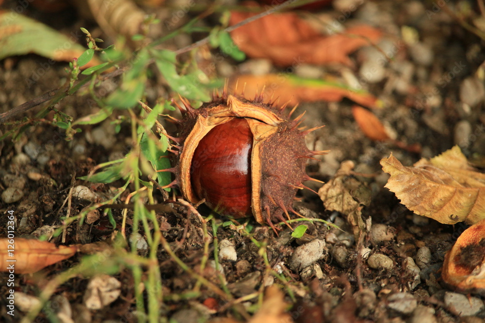 Kastanien im Herbst Kastanien im Herbst