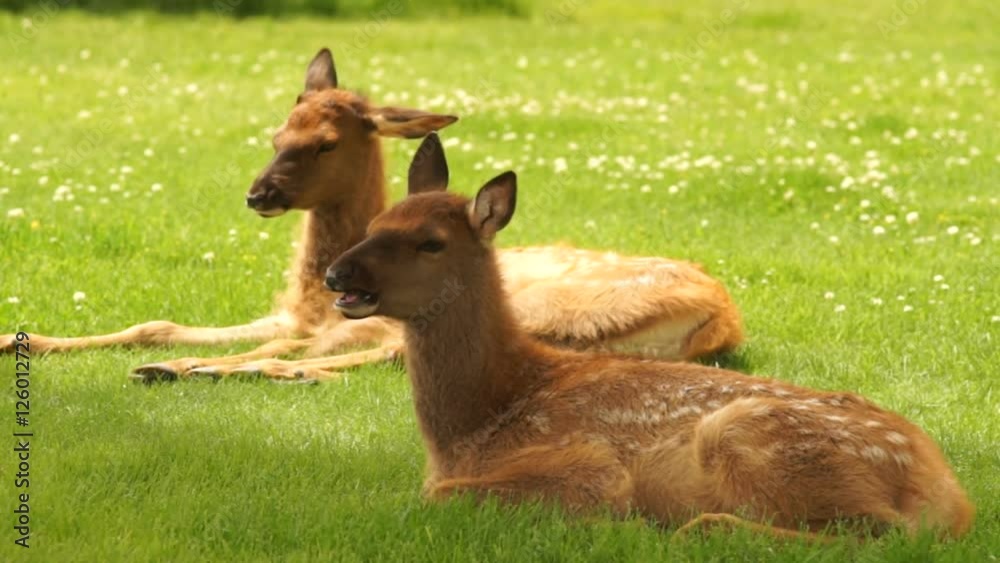 Two Elk calves lay relaxing in the grass Two Elk calves lay relaxing in the grass