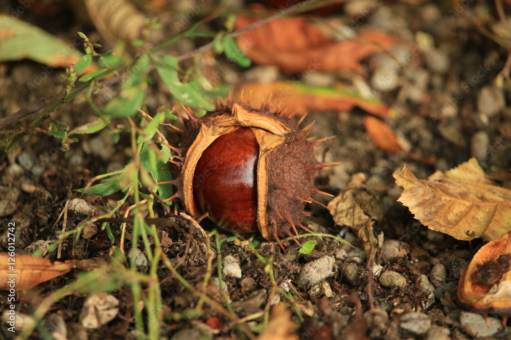 Reife Kastanien im Herbst Reife Kastanien im Herbst