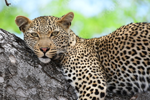 leopard © Bernhard Bekker