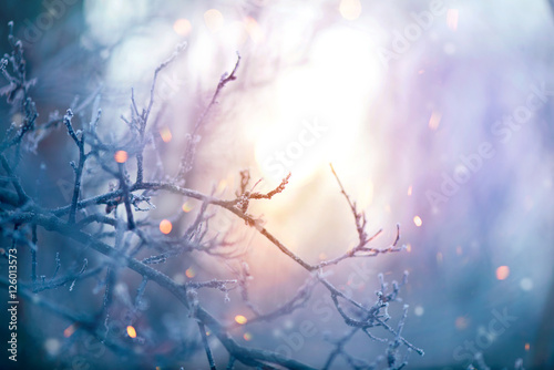 Winter nature. Christmas holiday background. Frozen tree branch closeup