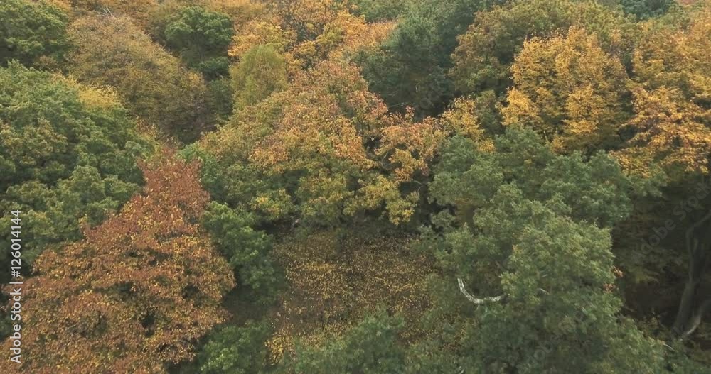 Aerial view fly over woods with falling yellow leaves in autumn Aerial view fly over woods with falling yellow leaves in autumn