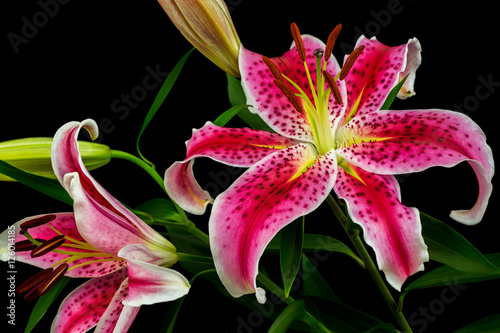 Fototapeta Naklejka Na Ścianę i Meble -  Zen lilies