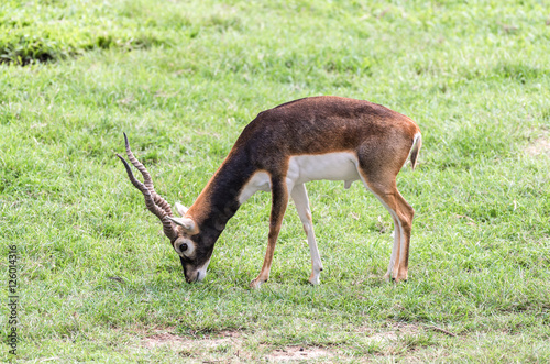 Fototapeta Naklejka Na Ścianę i Meble -  Antelope walking on green grass