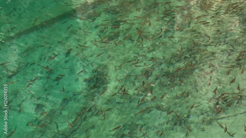 Living fish in the clear water pool at Jiuzhaigou National Park  where is the UNESCO World Heritage in Sichuan , China in  Autumn  in November  located in  in  Tibetan-Qiang of Sichuan ,China photo