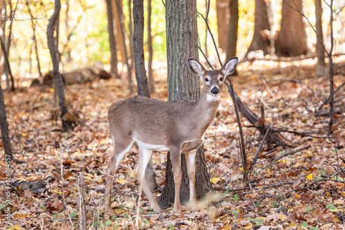 Photo Young Whitetailed Deer Doe