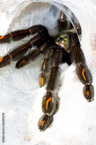 Closeup of tarantula (Psalmopoeus irminia).