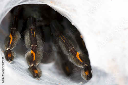 Closeup of tarantula (Psalmopoeus irminia).