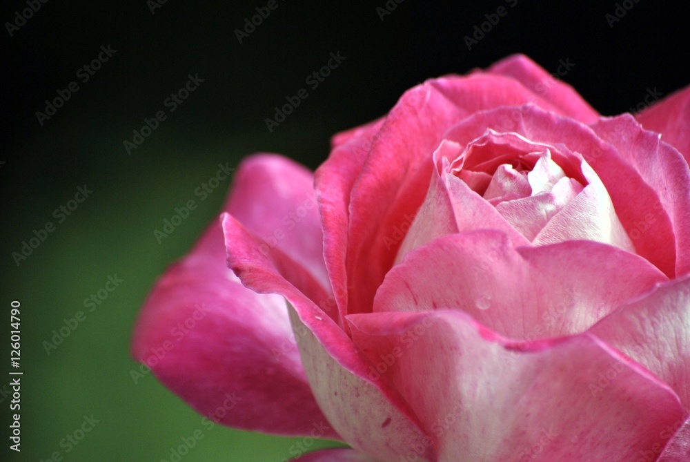 pink rose close up pink rose close up