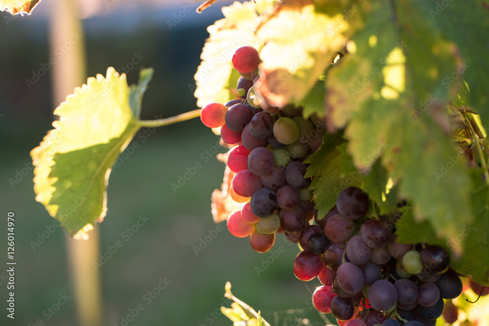 Fototapeta premium Chemin des bois