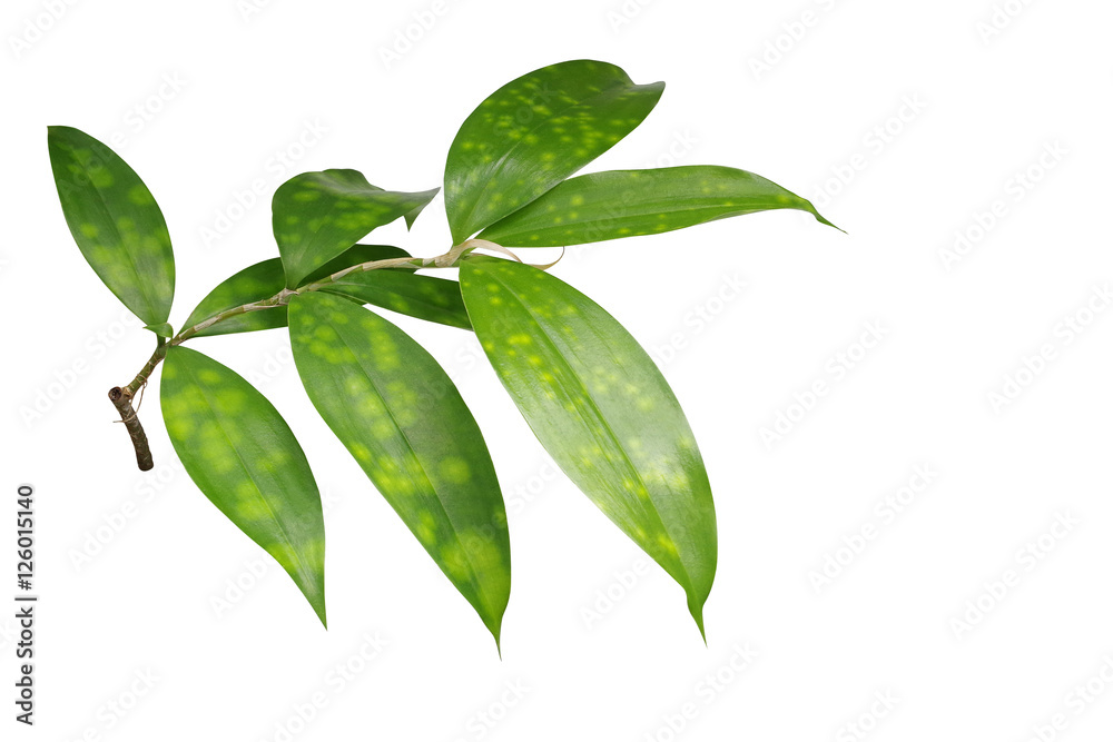 Japanese bamboo plant leaves isolated on white background, clipp Stock  Photo | Adobe Stock