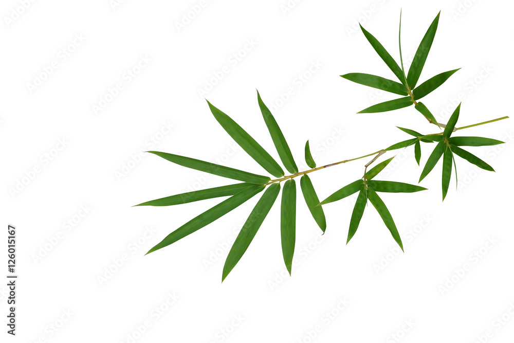 Naklejka premium Bamboo plant green leaves tropical forest plant isolated on white background, clipping path included.