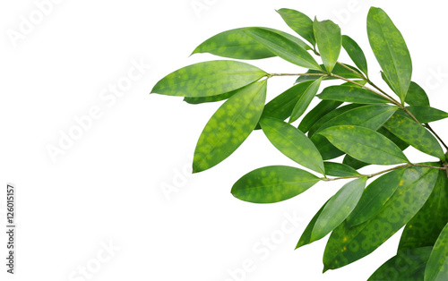 Japanese bamboo plant leaves isolated on white background, clipping path included