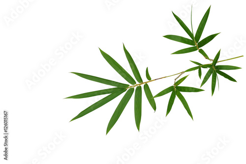 Bamboo plant green leaves tropical forest plant isolated on white background, clipping path included.