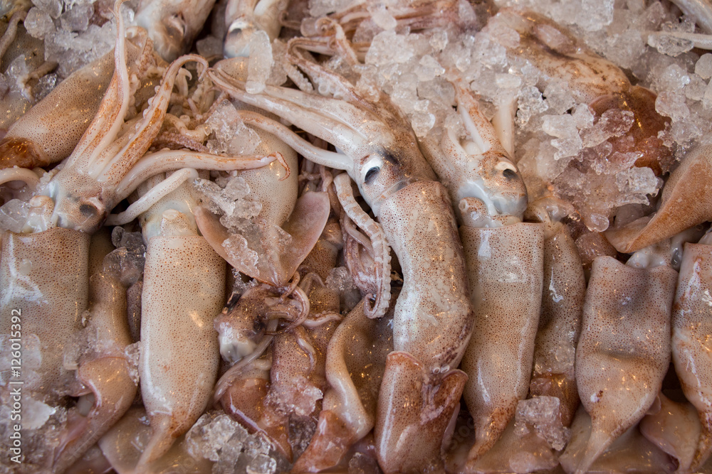 Europian squid fishes calamari background. Europian squid fishes calamari background.