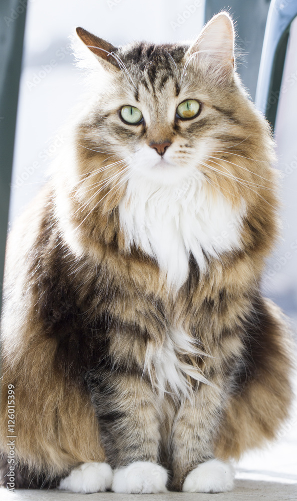 Tender cat of siberian breed in the house