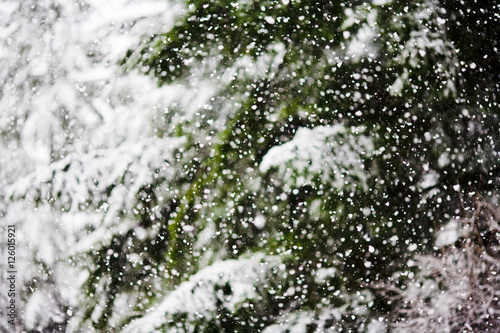 Abstract background of snow falling heavily in an evergreen forest with focus on snowflakes creating a winter wonderland