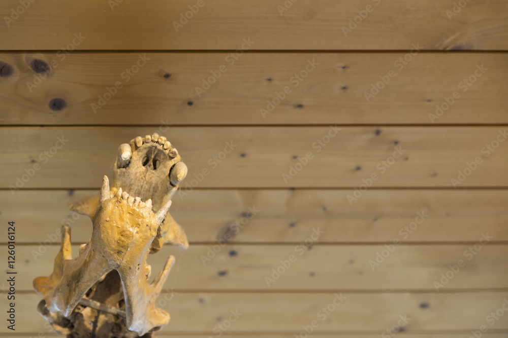 details of the skeleton of a fossil bear details of the skeleton of a fossil bear