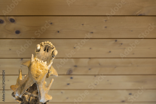details of the skeleton of a fossil bear