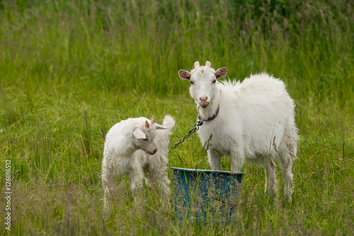 the white goat © deviddo