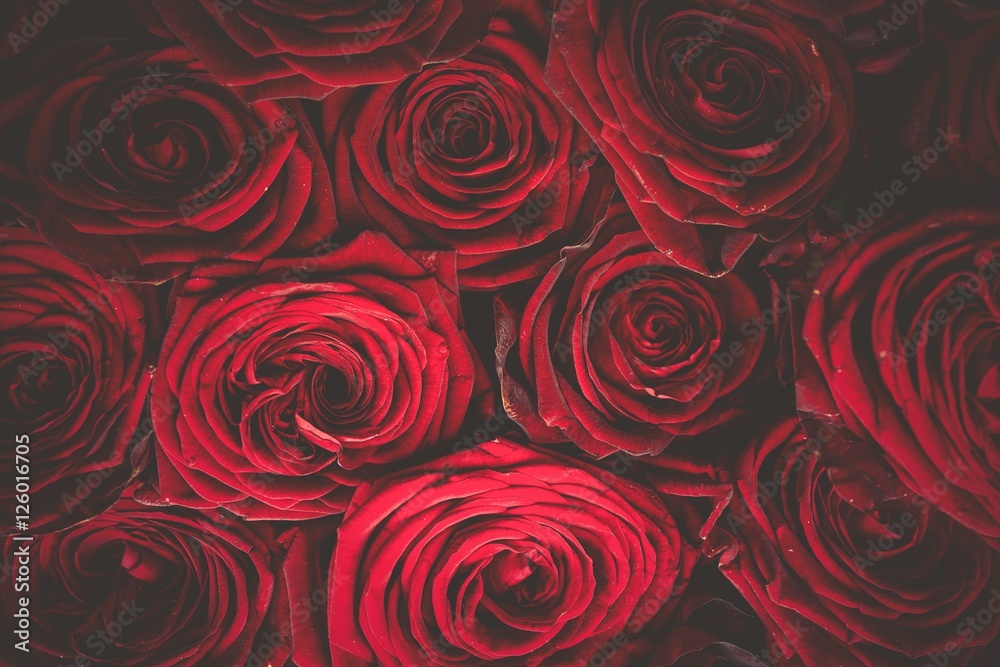 Fototapeta premium Roses Bouquet Background