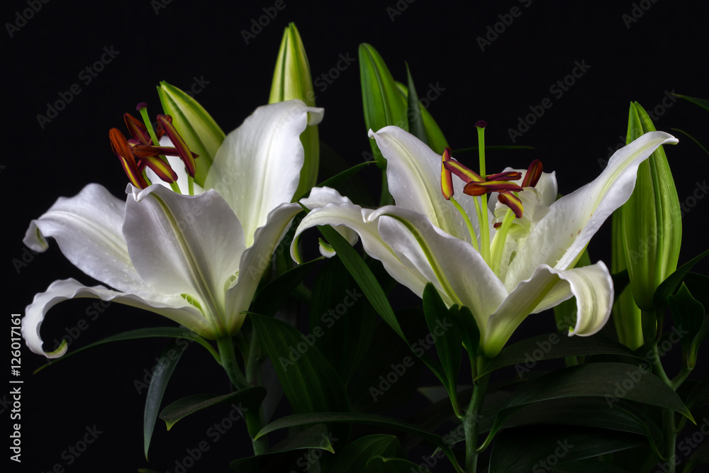 Obraz premium Zen lilies