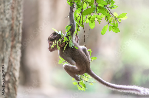 Baby monkey is climbing on a tree.