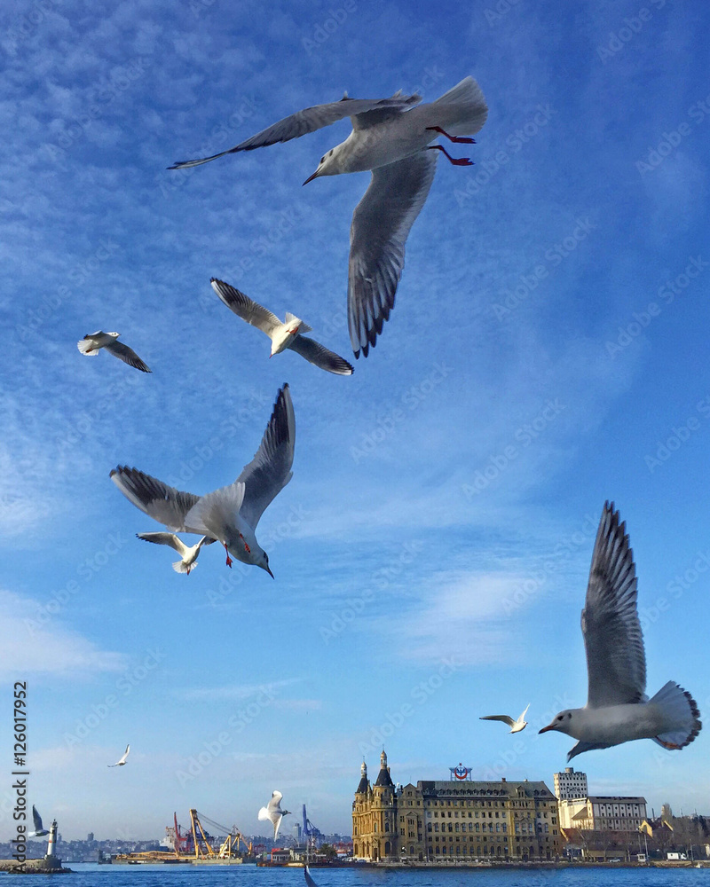 Haydarpasa railway terminal and seagulls in Istanbul, Turkey. Haydarpasa railway terminal and seagulls in Istanbul, Turkey.
