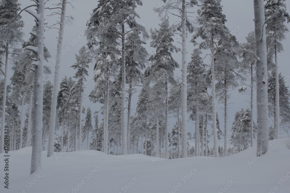 Snow pine wood