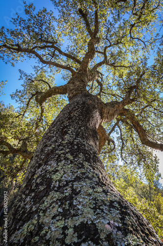 Gran ejemplar de Quercus suber.  Barranco de Almanzor, Sierra de Espadán.  España.  