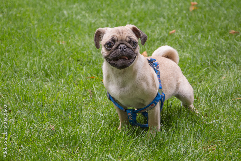 Old pug breed dog standing on the green grass of a backyard during the day in the summer