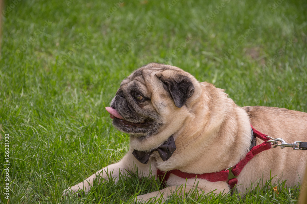 Old pug breed dog standing on the green grass of a backyard during the day in the summer