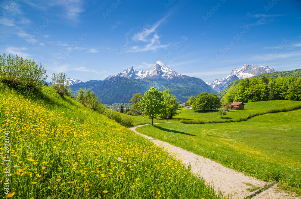 Hiking trail in alpine scenery with blooming meadows in summer