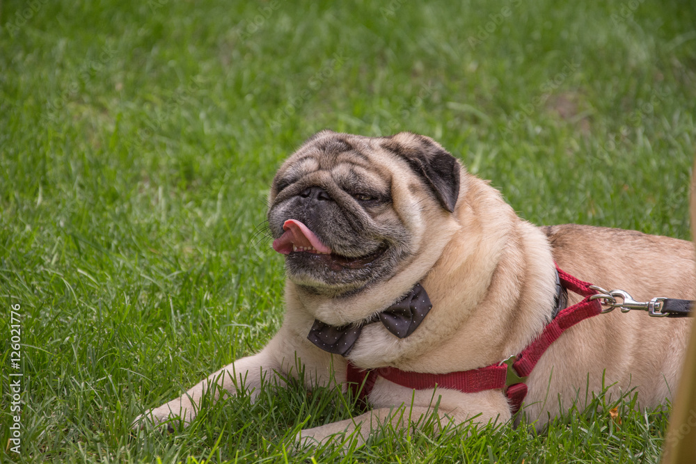 Old pug breed dog standing on the green grass of a backyard during the day in the summer Old pug breed dog standing on the green grass of a backyard during the day in the summer