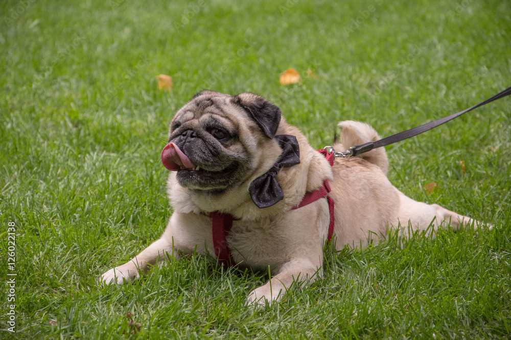 Old pug breed dog standing on the green grass of a backyard during the day in the summer