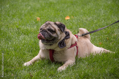 Old pug breed dog standing on the green grass of a backyard during the day in the summer