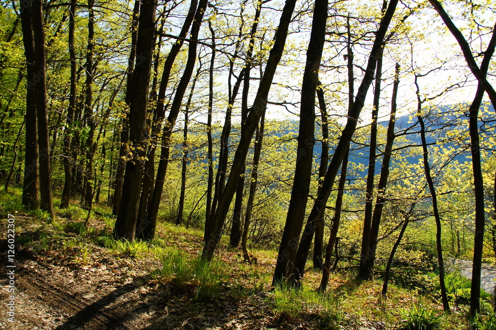 Naklejka premium Waldrand mit verschieden Laubbäumen im Frühling