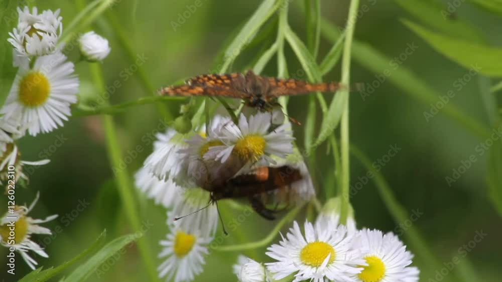 Heath Fritillary (Mellicta athalia) on a flower Heath Fritillary (Mellicta athalia) on a flower