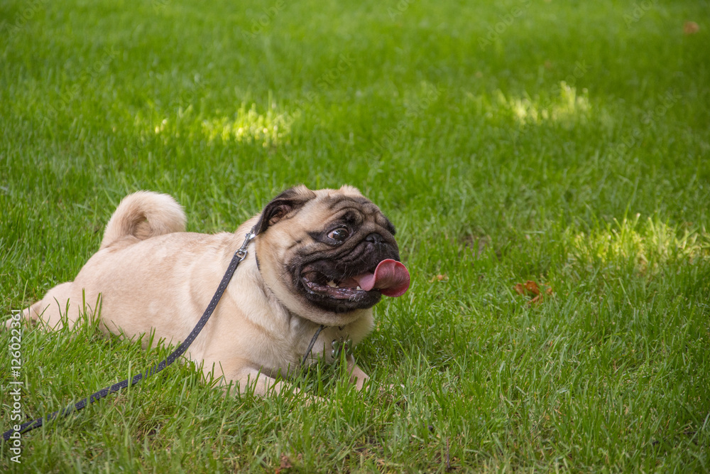 Old pug breed dog standing on the green grass of a backyard during the day in the summer