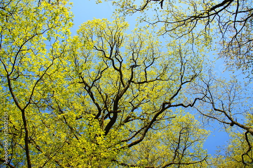 hellgrüne Eichenkronen im Frühling 