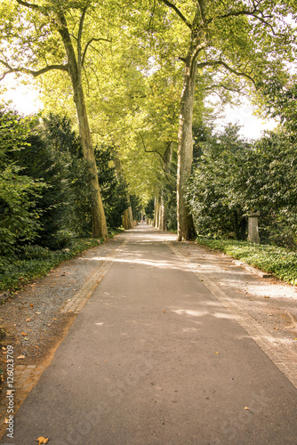 Hauptweg über den Waldfriedhof