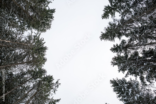 Canvas Print Winter Forest
